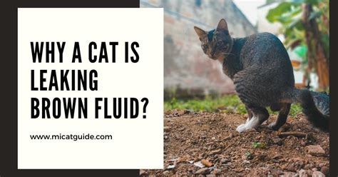 Cat Leaking Brown Fluid (Reasons, Symptoms